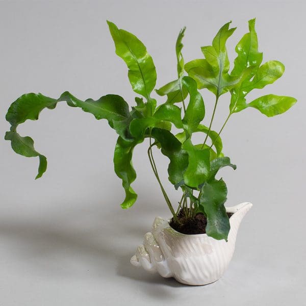Phlebodium Aureum