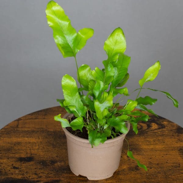 Phlebodium Aureum