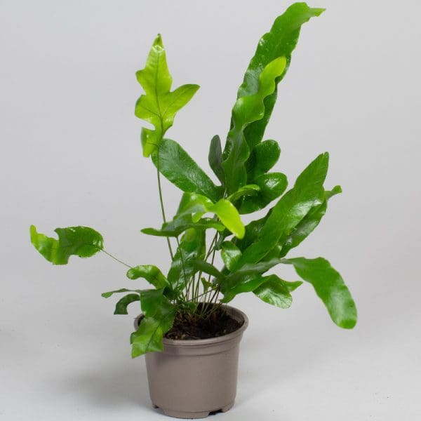 Phlebodium Aureum