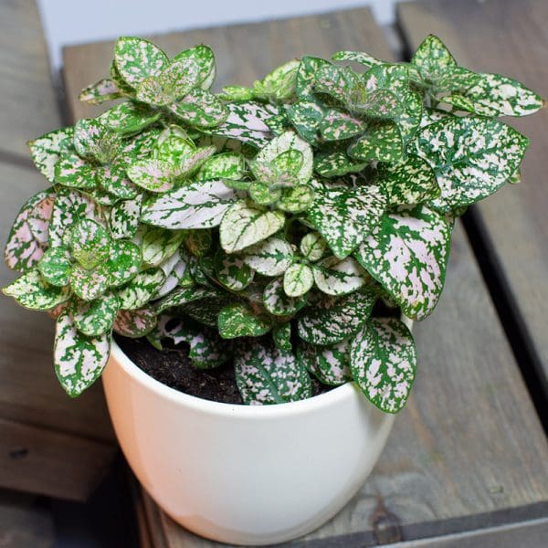 Hypoestes sanguinolenta pink