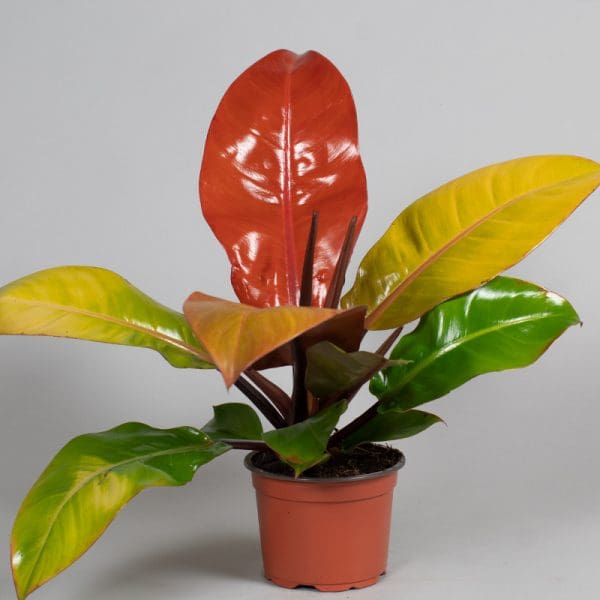 Philodendron Prince of Orange