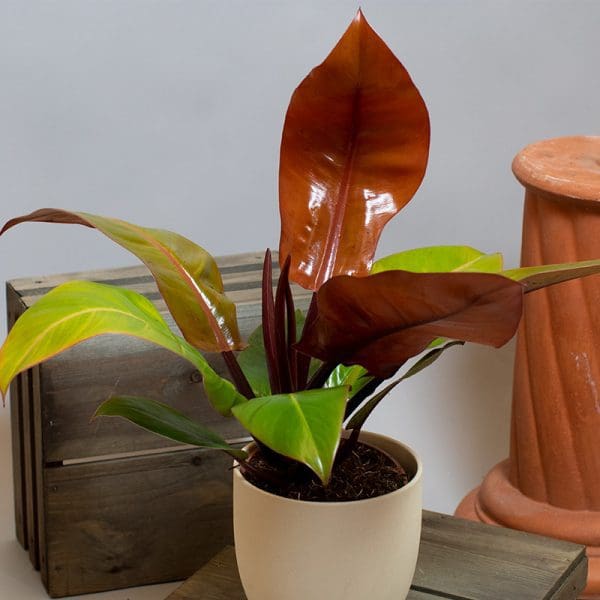 Philodendron Prince of Orange