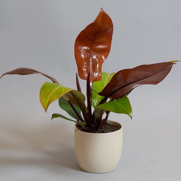 Philodendron Prince of Orange