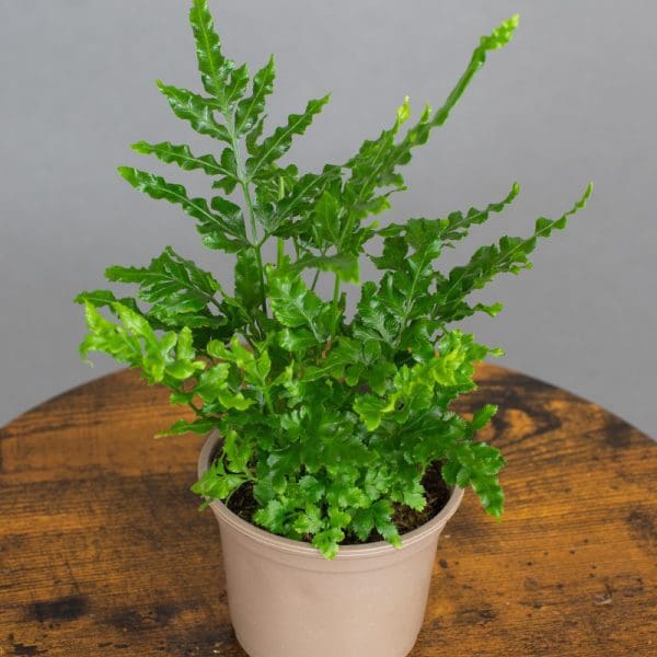 Pteris Ensiformis