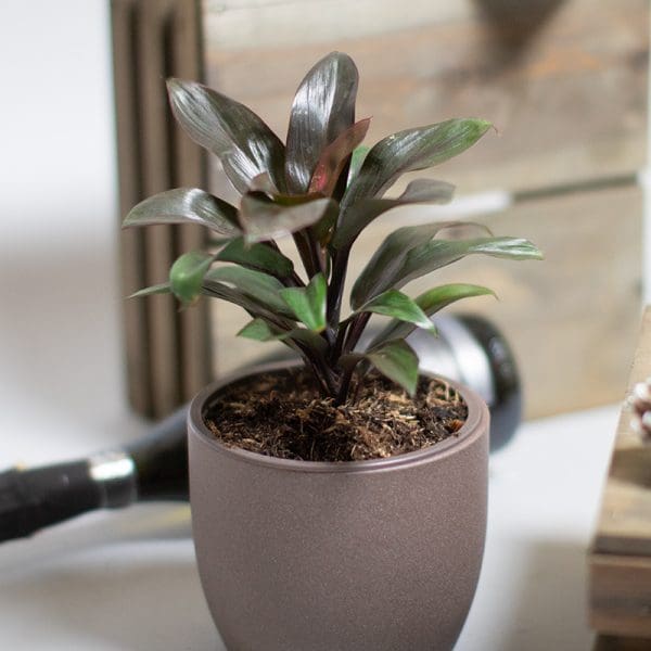 Dracaena Purple Compacta