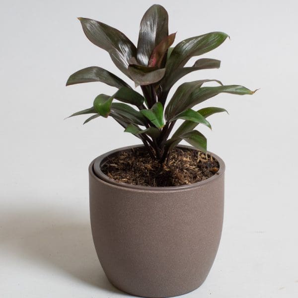 Dracaena Purple Compacta