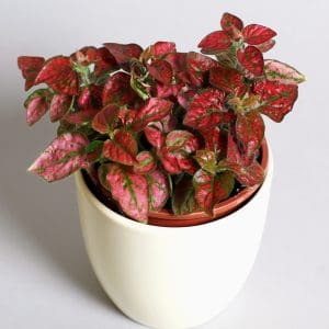 Hypoestes Red