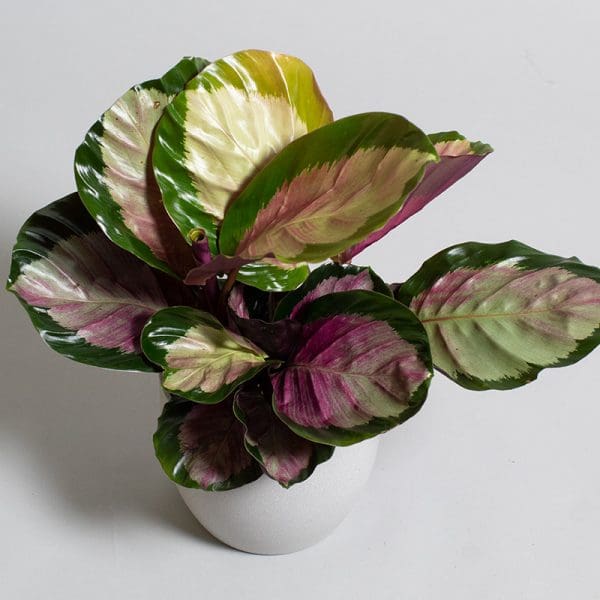 Calathea roseopicta