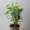 Dracaena sanderiana ‘Victory’