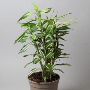 Dracaena sanderiana ‘Victory’
