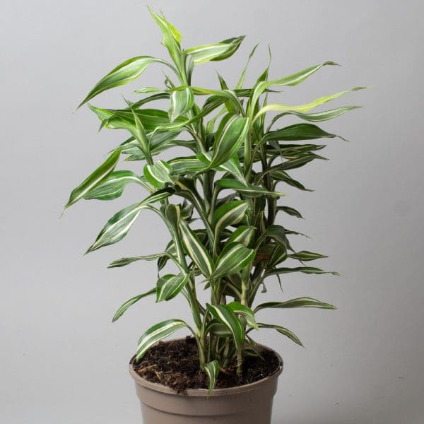 Dracaena sanderiana ‘Victory’