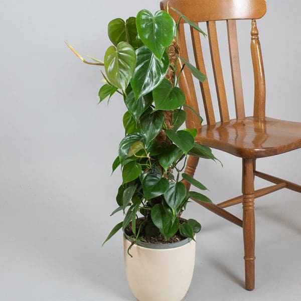 Philodendron Scandens