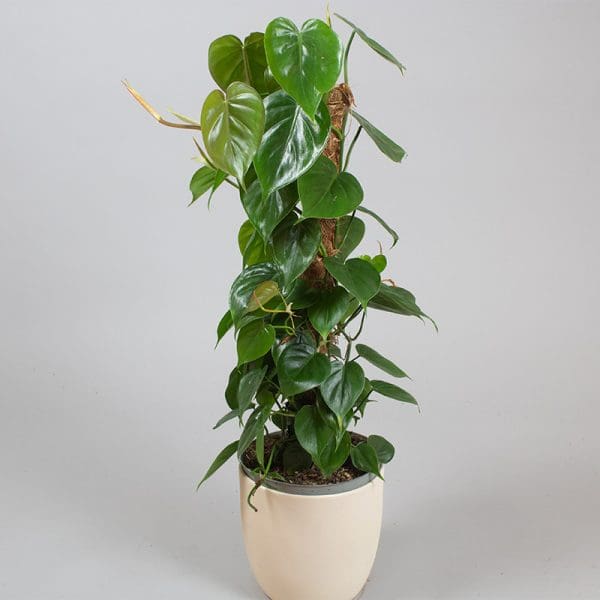 Philodendron Scandens