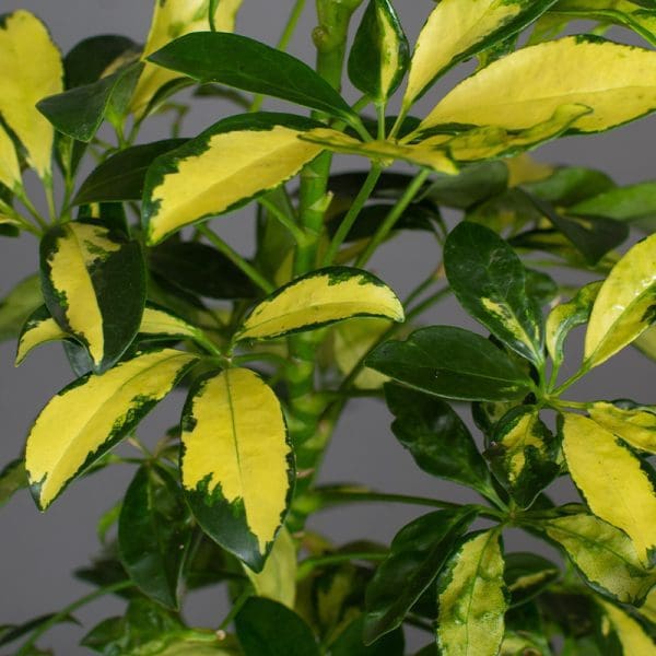 Schefflera Gold Capella