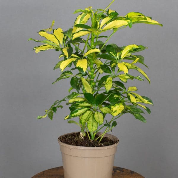 Schefflera Gold Capella