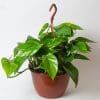 Scindapsus Aureus (20cm Hanging Pot)
