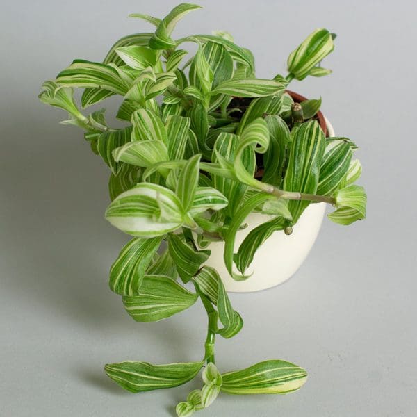 Tradescantia Silver Queen