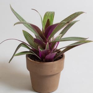 Tradescantia Sitara