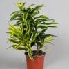 Dracaena Reflexa Song of India 13cm - Image 2