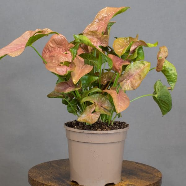 Syngonium infa red