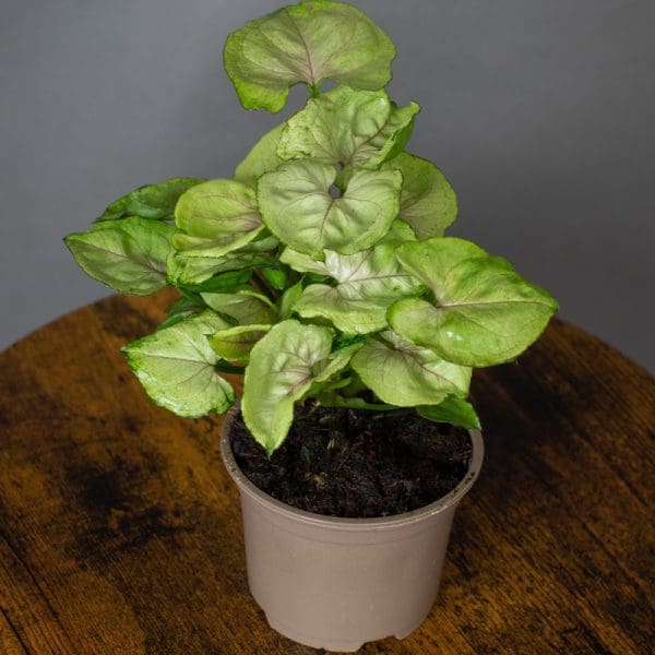 Syngonium Tropicana red