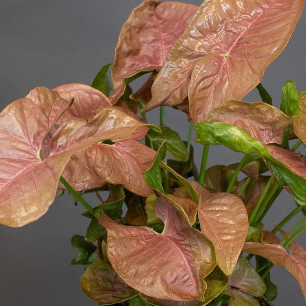 Syngonium infa red