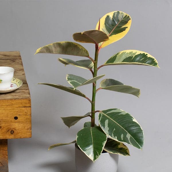 Ficus elastica Tineke