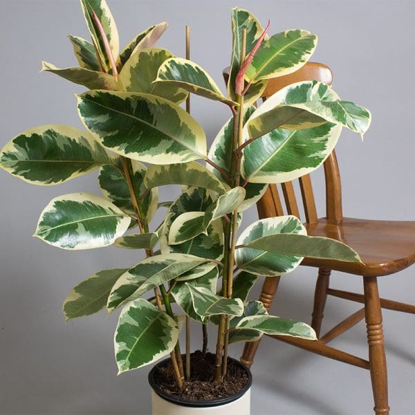 Ficus Elastica Tineke