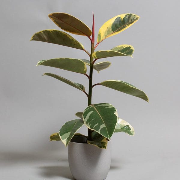 Ficus elastica Tineke