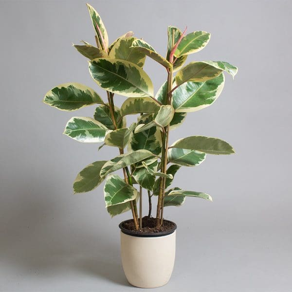 Ficus Elastica Tineke