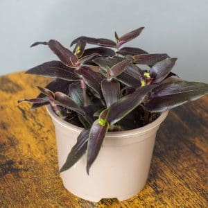 Tradescantia Gibasis Jose Puig