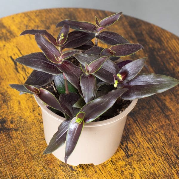 Tradescantia Gibasis Jose Puig