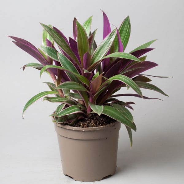 Tradescantia Sitara