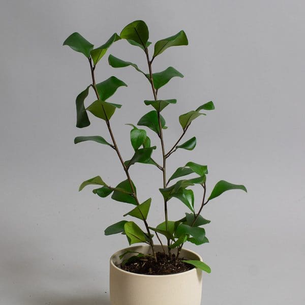 Ficus Triangularis