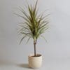 Dracaena Marginata Tricolour
