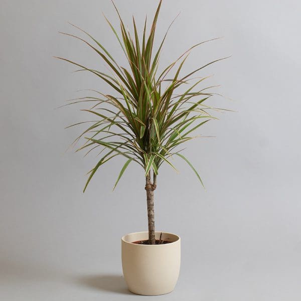 Dracaena Marginata Tricolour