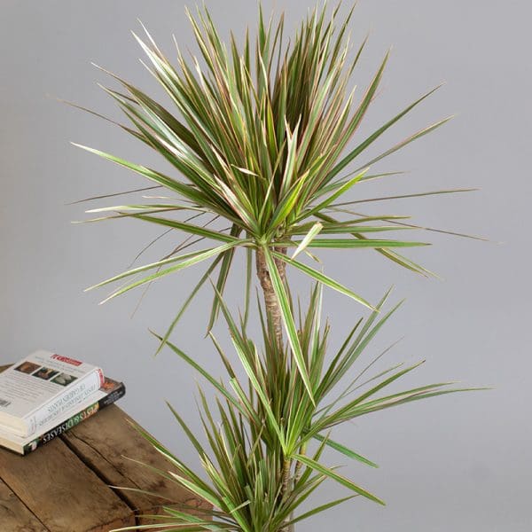 Dracaena Marginata Tricolour