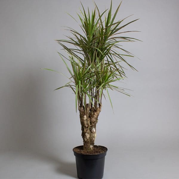 Dracaena Marginata Tricolour