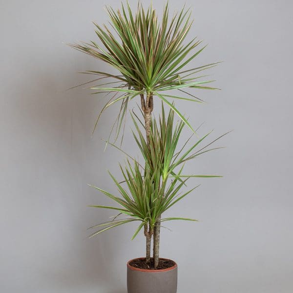 Dracaena Marginata Tricolour