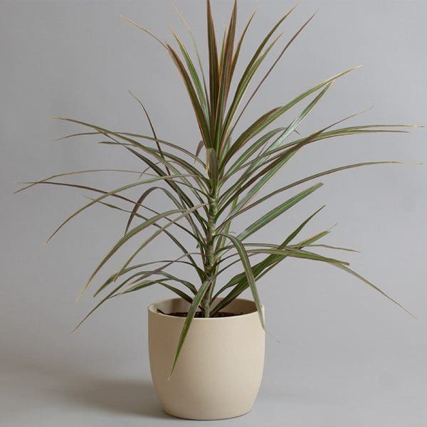 Dracaena Marginata Tricolour