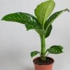 Dieffenbachia Tropical Snow