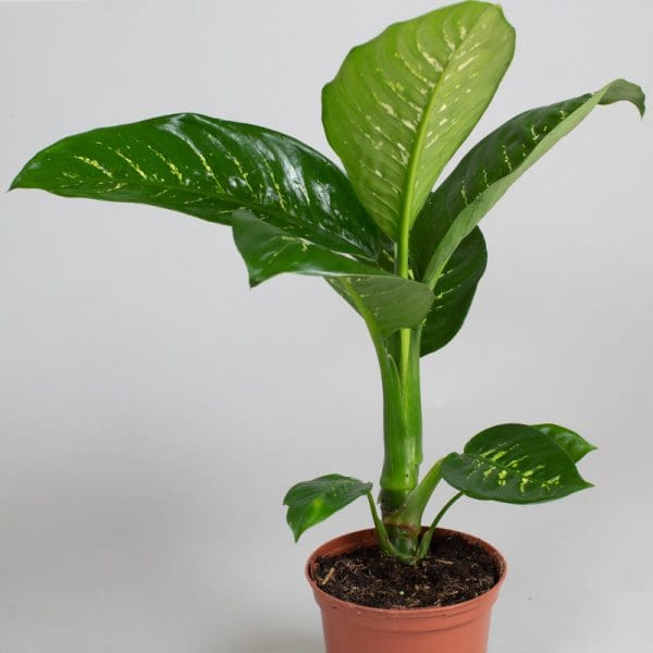 Dieffenbachia Tropical Snow