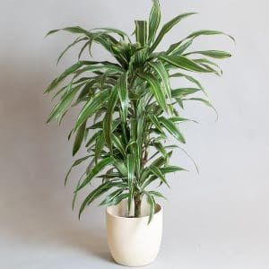 Dracaena deremensis ‘Warneckii’