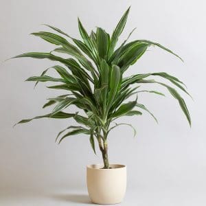 Dracaena Deremensis ‘Warneckii’