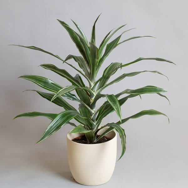 Dracaena deremensis ‘Warneckii’