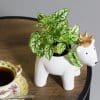 Hypoestes White (9cm Pot) - Image 3