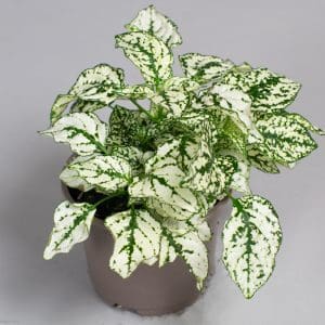 Hypoestes White