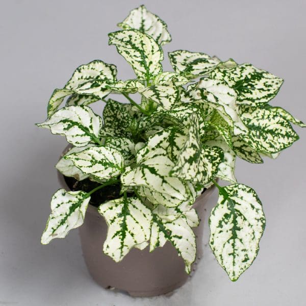 Hypoestes White