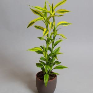 Dracaena sanderiana yellow gold