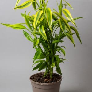 Dracaena sanderiana ‘Yellow Gold’